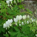 Dicentra spectabilis 'Alba' fleur